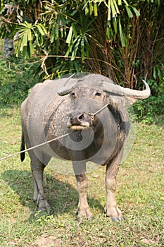 Water buffalo