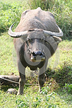 Water buffalo