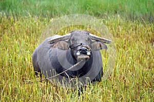 Water buffalo