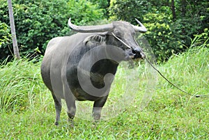 Water Buffalo