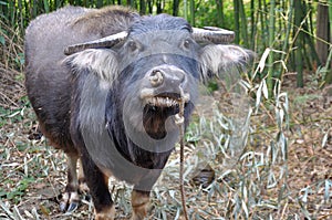 Water Buffalo