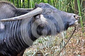 Water Buffalo