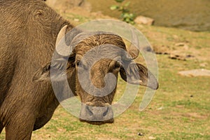 Water buffalo