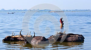 Water Buffalo