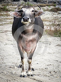 Water Buffalo