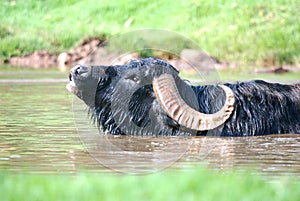 Water Buffalo