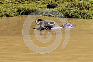 Water Buffalo 842113