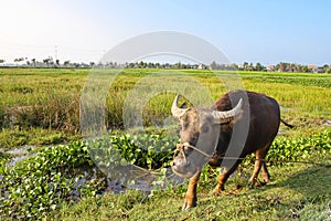 Water buffalo advancing towards the photographer in a rice field in Vietnam