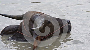 Water buffalo and albino buffalo playing water in pond