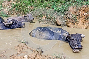Water Buffalo bathing in mud
