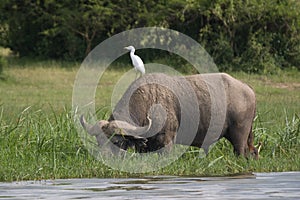 Water buffalo and bird, Uganda