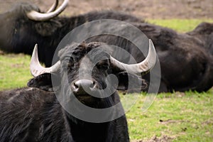 Water Buffalo or Bubalus bubalis.
