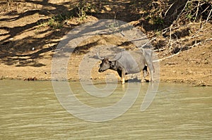 Water Buffalo (Bubalus bubalis)