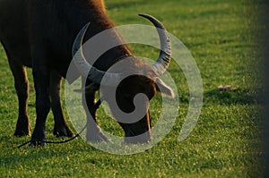 Water buffalo Bubalus bubalis or domestic water buffalo is a large bovid photo