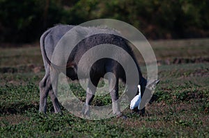 Water buffalo Bubalus bubalis or domestic water buffalo is a large bovid photo