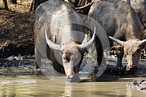 Water buffalo Bubalus bubalis or domestic water buffalo is a large bovid photo