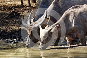 Water buffalo Bubalus bubalis or domestic water buffalo is a large bovid photo