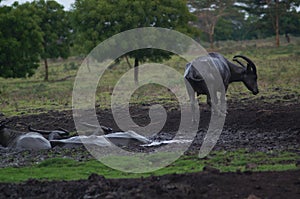 Water buffalo Bubalus bubalis or domestic water buffalo is a large bovid photo