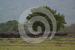 Water buffalo Bubalus bubalis or domestic water buffalo is a large bovid photo
