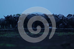 Water buffalo Bubalus bubalis or domestic water buffalo is a large bovid photo