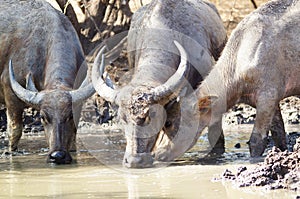 Water buffalo Bubalus bubalis or domestic water buffalo is a large bovid