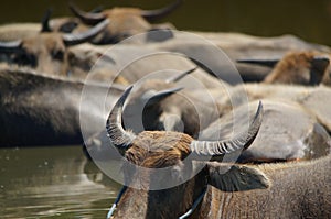 Water buffalo Bubalus bubalis or domestic water buffalo is a large bovid