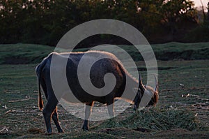 Water buffalo Bubalus bubalis or domestic water buffalo is a large bovid