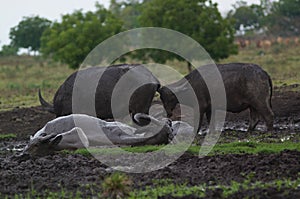 Water buffalo Bubalus bubalis or domestic water buffalo is a large bovid