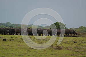 Water buffalo Bubalus bubalis or domestic water buffalo is a large bovid