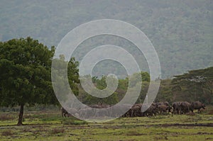 Water buffalo Bubalus bubalis or domestic water buffalo is a large bovid