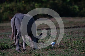 Water buffalo Bubalus bubalis or domestic water buffalo is a large bovid photo