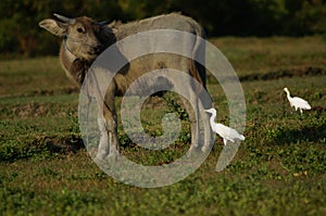 Water buffalo Bubalus bubalis or domestic water buffalo is a large bovid photo