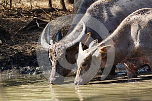 Water buffalo Bubalus bubalis or domestic water buffalo is a large bovid photo