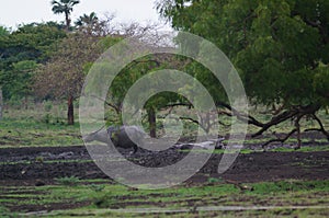 Water buffalo Bubalus bubalis or domestic water buffalo is a large bovid