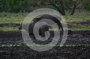 Water buffalo Bubalus bubalis or domestic water buffalo is a large bovid photo