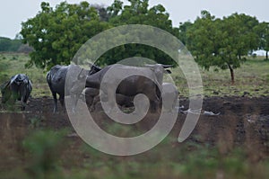 Water buffalo Bubalus bubalis or domestic water buffalo is a large bovid photo