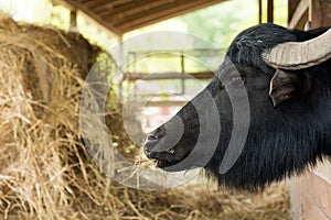 Water buffalo (Bubalus bubalis)