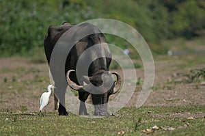 Water buffalo Bubalus bubalis grazing and cattle egret Bubulcus ibis.