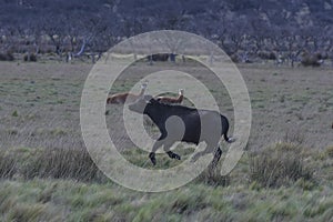 Water buffalo, Bubalus bubalis, species introduced in Argentina,