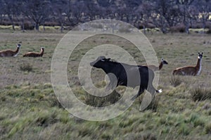 Water buffalo, Bubalus bubalis, species introduced in Argentina,