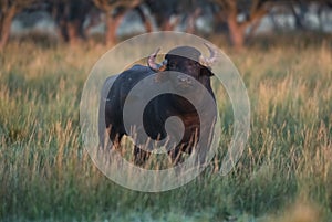 Water buffalo, Bubalus bubalis, species introduced in Argentina, La Pampa