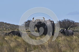 Water buffalo, Bubalus bubalis, species introduced in Argentina, La Pampa province,