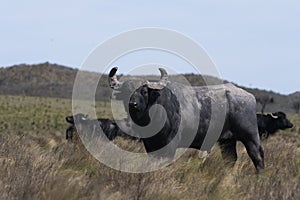 Water buffalo, Bubalus bubalis, species introduced in Argentina, La Pampa province,