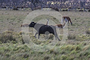 Water buffalo, Bubalus bubalis, species introduced in Argentina, La Pampa province,