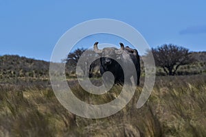 Water buffalo, Bubalus bubalis, species introduced in Argentina, La Pampa province,