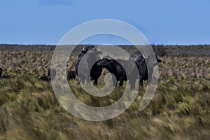 Water buffalo, Bubalus bubalis, species introduced in Argentina, La Pampa province,