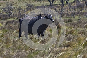 Water buffalo, Bubalus bubalis, species introduced in Argentina, La Pampa province