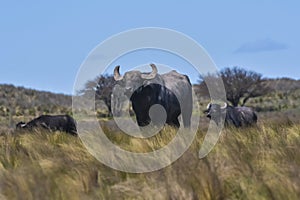 Water buffalo, Bubalus bubalis, species introduced in Argentina, La Pampa province,