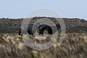 Water buffalo, Bubalus bubalis, species introduced in Argentina, La Pampa province,