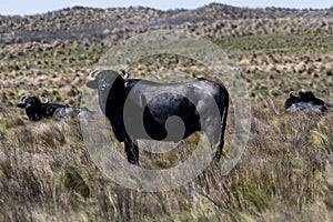 Water buffalo, Bubalus bubalis, species introduced in Argentina, La Pampa province,